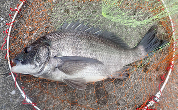 「見えてる魚でも釣れた！」汐見運河での落とし込み釣りでクロダイGET【東京】