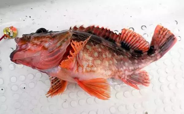 「マイボートで初の中深場釣りに挑戦　駿河湾ボート釣りで大サバ＆本命オニカサゴに歓喜！」の画像