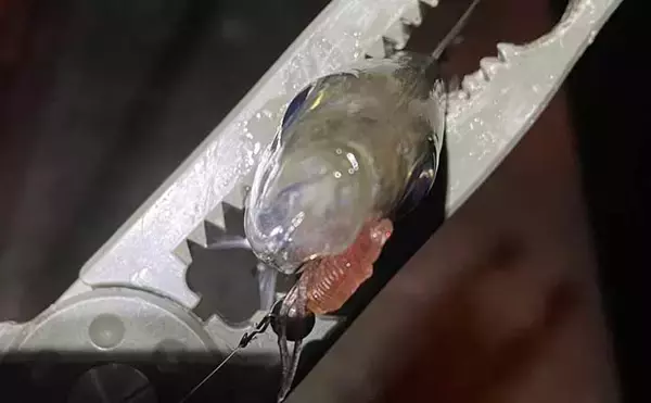 マニアックなワームの話　【リブ・ポケット・パドルテールを解説】