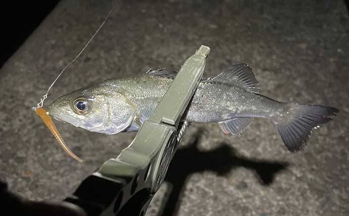 マニアックなワームの話　【リブ・ポケット・パドルテールを解説】