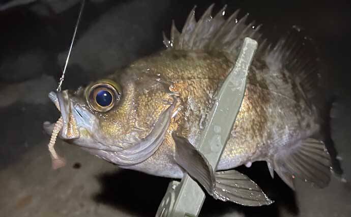 マニアックなワームの話　【リブ・ポケット・パドルテールを解説】