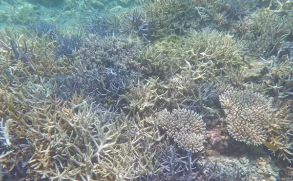 温暖化は漁業の敵でもあり味方でもある？　今後は「適応」が必要か