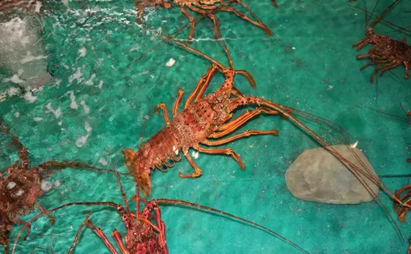 「温暖化は漁業の敵でもあり味方でもある？　今後は「適応」が必要か」の画像