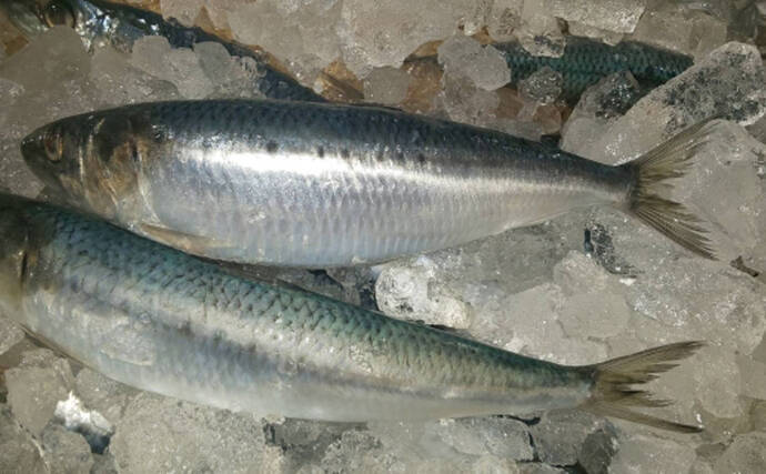 温暖化は漁業の敵でもあり味方でもある？　今後は「適応」が必要か