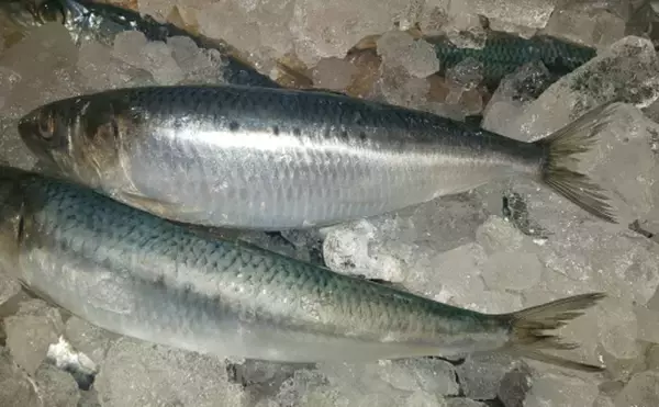 「温暖化は漁業の敵でもあり味方でもある？　今後は「適応」が必要か」の画像