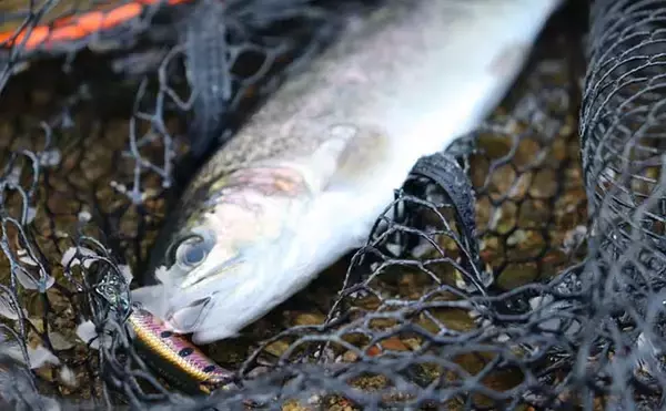 初のエリアトラウトでニジマス2桁釣果　ブリのバラシをニジマスで癒す？