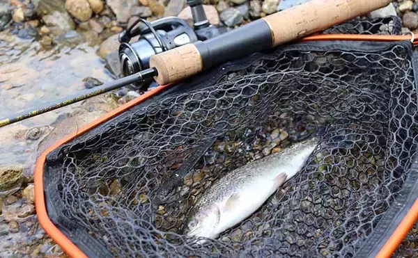 「初のエリアトラウトでニジマス2桁釣果　ブリのバラシをニジマスで癒す？」の画像