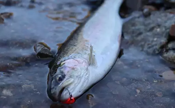 「初のエリアトラウトでニジマス2桁釣果　ブリのバラシをニジマスで癒す？」の画像