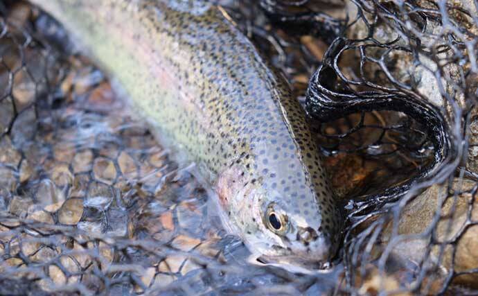 初のエリアトラウトでニジマス2桁釣果　ブリのバラシをニジマスで癒す？