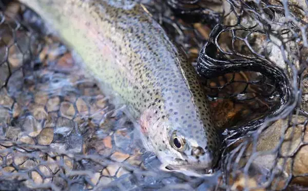 「初のエリアトラウトでニジマス2桁釣果　ブリのバラシをニジマスで癒す？」の画像