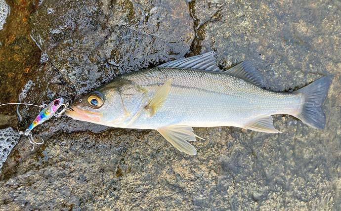 陸っぱりルアーシーバス釣りでセイゴ級を数釣り【中海】スピンテールジグで攻略