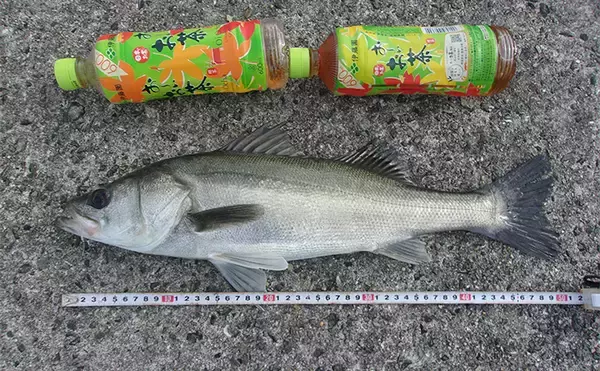 武庫川一文字でのアジのませ釣りで51cmハネ（シーバス）を手中【兵庫】