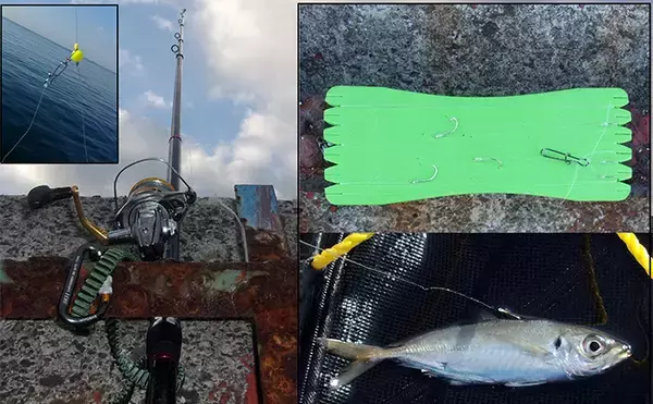 「武庫川一文字でのアジのませ釣りで51cmハネ（シーバス）を手中【兵庫】」の画像