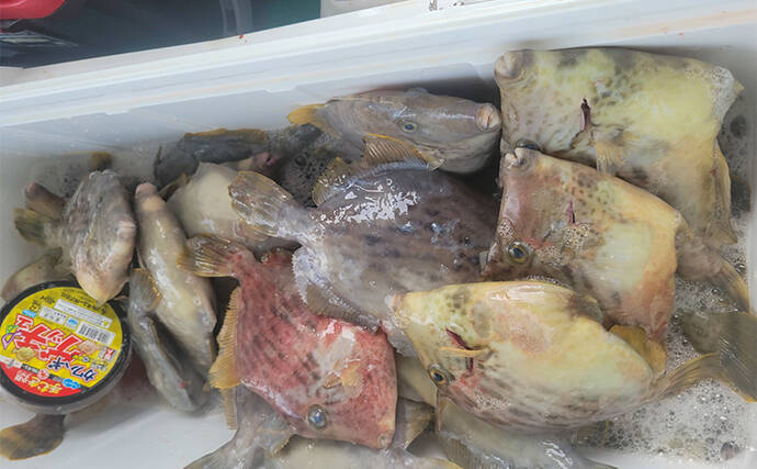 「清風丸」現役船長が一目おく釣り人は【カワハギを100匹以上釣る達人】