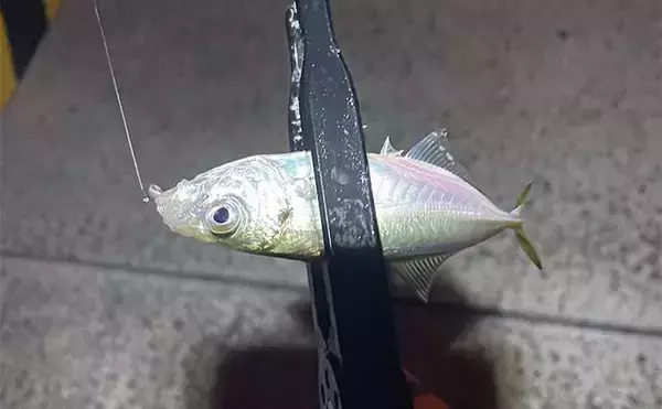 「25度以上の高水温になると魚が釣りづらい理由　キーワードは「溶存酸素」」の画像