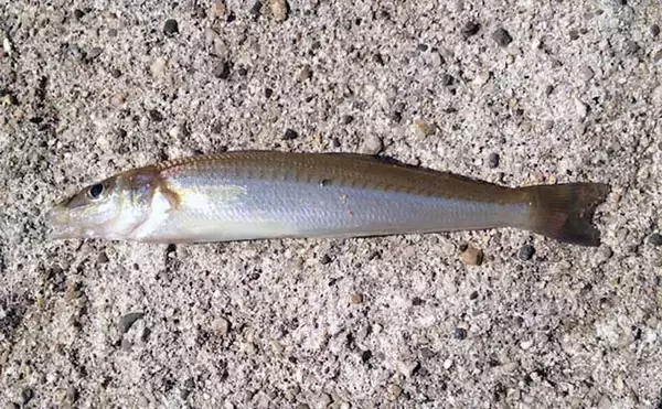 「25度以上の高水温になると魚が釣りづらい理由　キーワードは「溶存酸素」」の画像