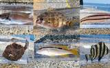 「「直江津港第三東防波堤」でのサビキ釣りで6目達成【新潟】砂糖漬けオキアミが的中！」の画像1
