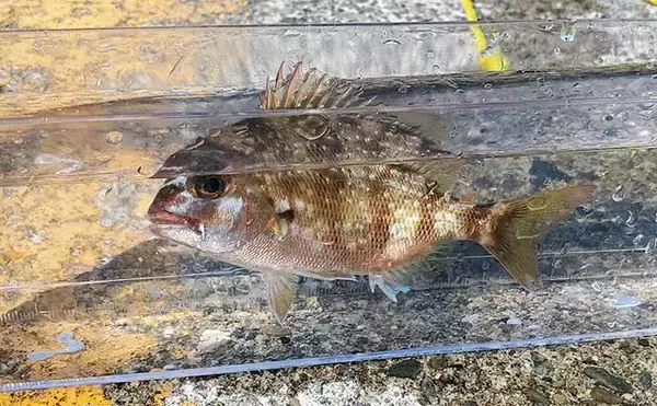 「「直江津港第三東防波堤」でのサビキ釣りで6目達成【新潟】砂糖漬けオキアミが的中！」の画像