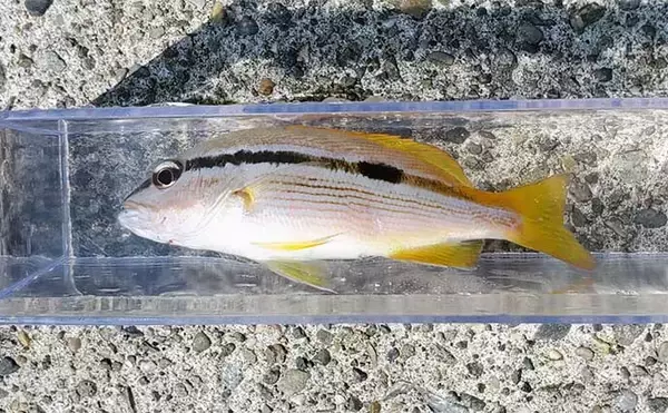 「「直江津港第三東防波堤」でのサビキ釣りで6目達成【新潟】砂糖漬けオキアミが的中！」の画像