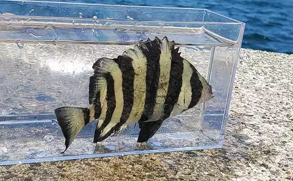 「「直江津港第三東防波堤」でのサビキ釣りで6目達成【新潟】砂糖漬けオキアミが的中！」の画像