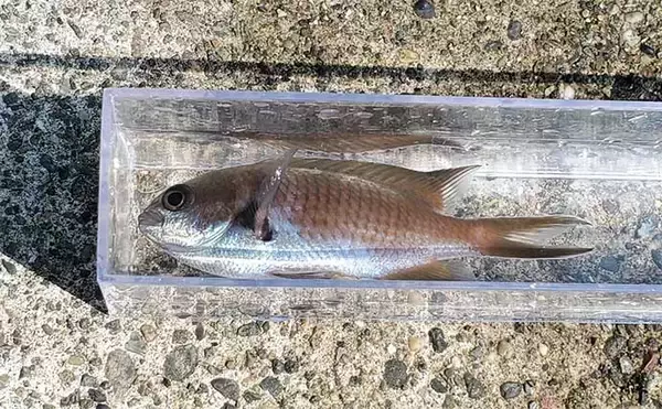 「「直江津港第三東防波堤」でのサビキ釣りで6目達成【新潟】砂糖漬けオキアミが的中！」の画像