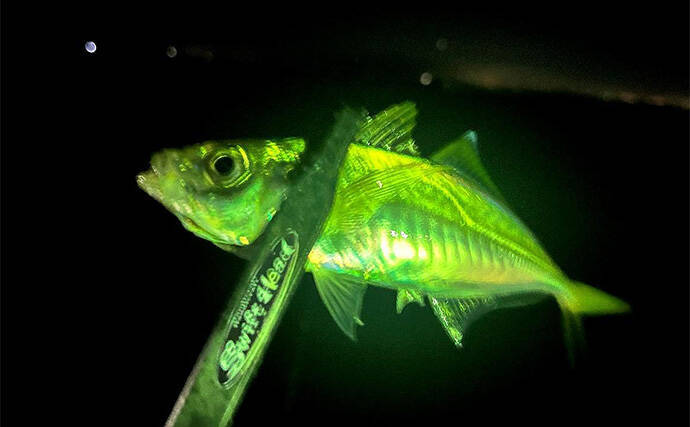 深日港でのアジング釣行でアジを連打【大阪】良型は日没後にフロートリグでキャッチ