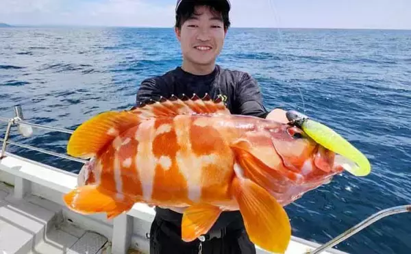 「「ガツンとヒット！」遊漁船リップルのロックゲームでビッグオオモンハタ＆アカハタ連発【熊本】」の画像