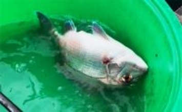 八角形の養殖筏で五目釣り【三重・南伊勢】サビキは入れ食い＆釣れすぎ注意報