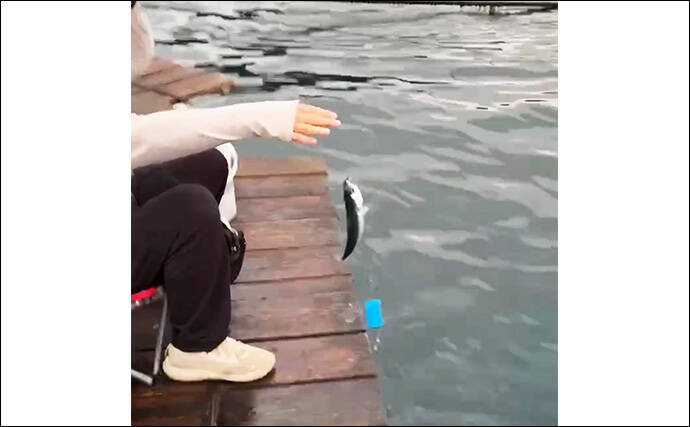 八角形の養殖筏で五目釣り【三重・南伊勢】サビキは入れ食い＆釣れすぎ注意報