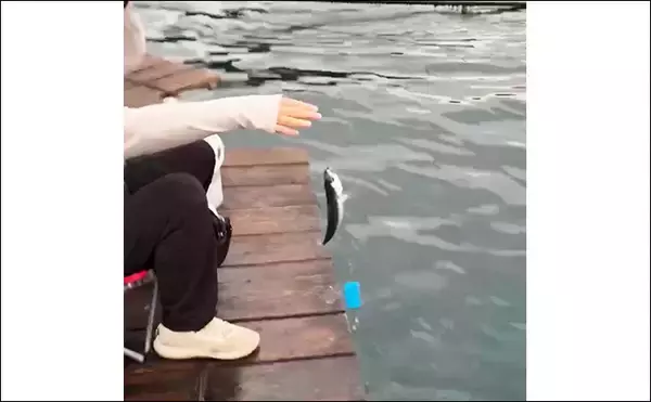 「八角形の養殖筏で五目釣り【三重・南伊勢】サビキは入れ食い＆釣れすぎ注意報」の画像