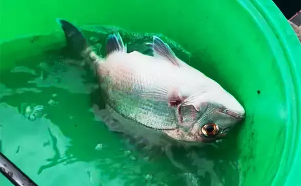 「八角形の養殖筏で五目釣り【三重・南伊勢】サビキは入れ食い＆釣れすぎ注意報」の画像