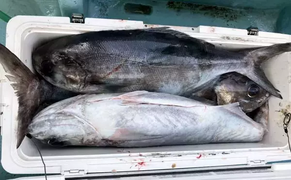 「【沖釣り釣果速報】茱崎沖の中深海釣りでマダラ好食い！肉厚良型が続々浮上（北陸）」の画像
