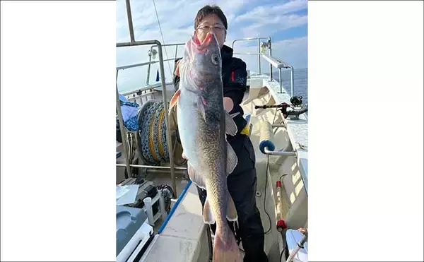 「【沖釣り釣果速報】茱崎沖の中深海釣りでマダラ好食い！肉厚良型が続々浮上（北陸）」の画像