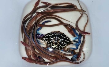 誰でもできるアナゴの夜釣り入門　必要タックル・釣り方・さばき方まで総まとめ