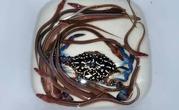 誰でもできるアナゴの夜釣り入門　必要タックル・釣り方・さばき方まで総まとめ