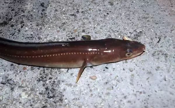 「誰でもできるアナゴの夜釣り入門　必要タックル・釣り方・さばき方まで総まとめ」の画像