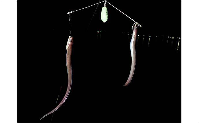 誰でもできるアナゴの夜釣り入門　必要タックル・釣り方・さばき方まで総まとめ