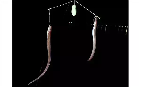 「誰でもできるアナゴの夜釣り入門　必要タックル・釣り方・さばき方まで総まとめ」の画像