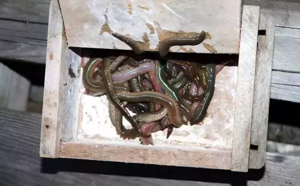 「誰でもできるアナゴの夜釣り入門　必要タックル・釣り方・さばき方まで総まとめ」の画像