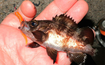 「躍起になって小型メバルを狙ってみた！」 リグ極小化でメバル5匹を手中