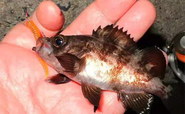 「「躍起になって小型メバルを狙ってみた！」 リグ極小化でメバル5匹を手中」の画像