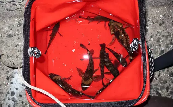 「「躍起になって小型メバルを狙ってみた！」 リグ極小化でメバル5匹を手中」の画像