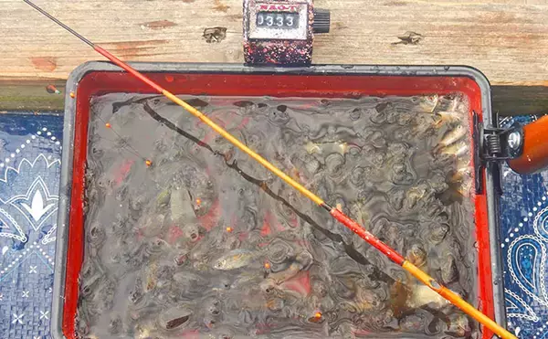 「「タナゴ500尾超え！」道満河岸ヘラ鮒釣場での淡水小物釣りで数釣り満喫」の画像
