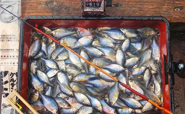 「「タナゴ500尾超え！」道満河岸ヘラ鮒釣場での淡水小物釣りで数釣り満喫」の画像