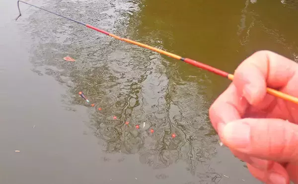 「「タナゴ500尾超え！」道満河岸ヘラ鮒釣場での淡水小物釣りで数釣り満喫」の画像