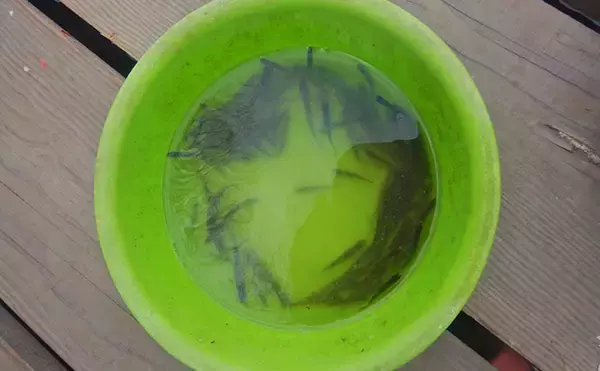 「「タナゴ500尾超え！」道満河岸ヘラ鮒釣場での淡水小物釣りで数釣り満喫」の画像