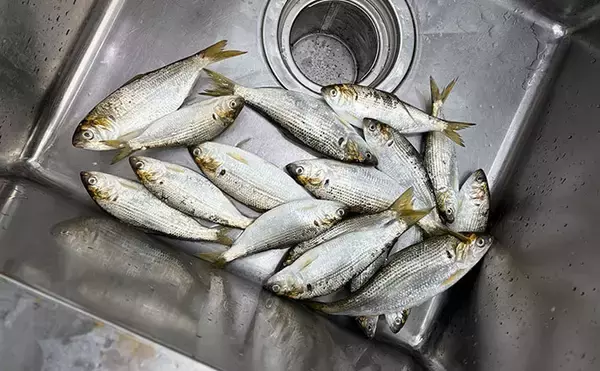 「コノシロが掬い放題の宿？」海まで徒歩0分のゲストハウス『HASHINSHITA』に泊まってみた