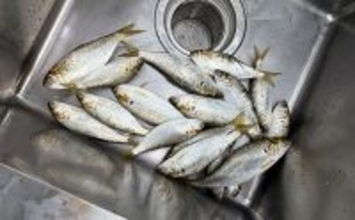 「コノシロが掬い放題の宿？」海まで徒歩0分のゲストハウス『HASHINSHITA』に泊まってみた