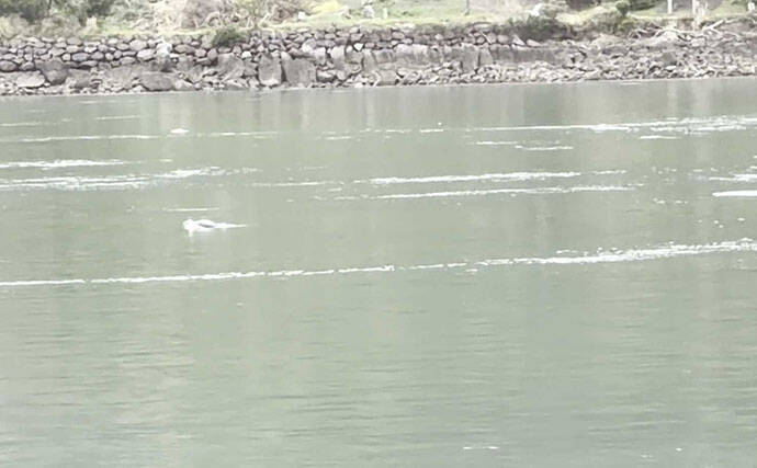 「コノシロが掬い放題の宿？」海まで徒歩0分のゲストハウス『HASHINSHITA』に泊まってみた