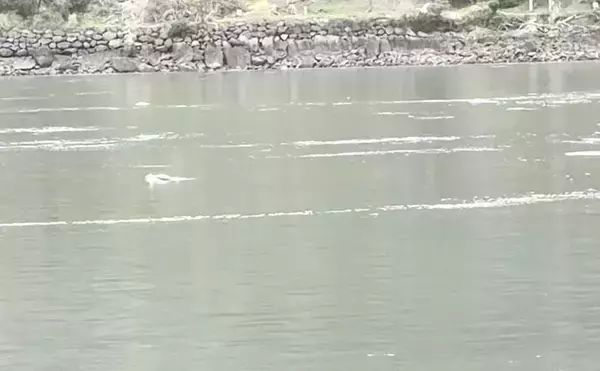 「「コノシロが掬い放題の宿？」海まで徒歩0分のゲストハウス『HASHINSHITA』に泊まってみた」の画像